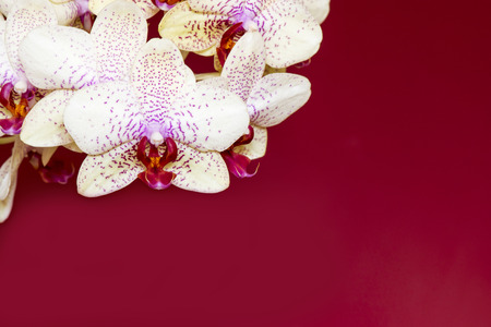 Orchid, Phalaenopsis aphrodite hybrid on red backgroundの写真素材