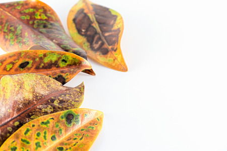 Magnolia Grandiflora leaf