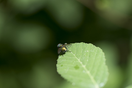 Insect on green leaf macro photography