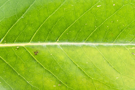 Texture Magnolia Grandiflora leaf