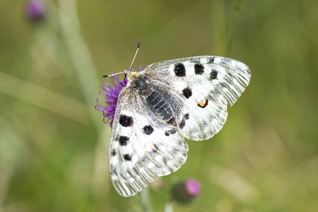 Butterfly (Parnassius Apollo Linnaeus) on Flower Purple thistleの写真素材