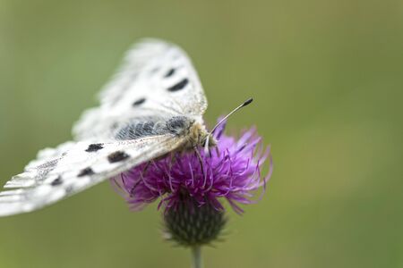 Butterfly (Parnassius Apollo Linnaeus) on Flower Purple thistleの写真素材