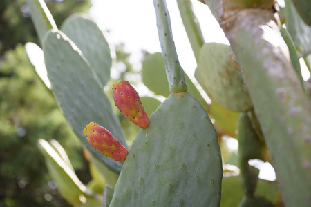 Prickly pear fruit (Opuntia, Fico d'India), Catania, Sicily, Italy