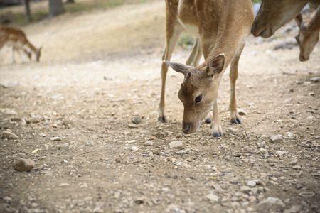 Deer Fallow eating freely in pastureの写真素材