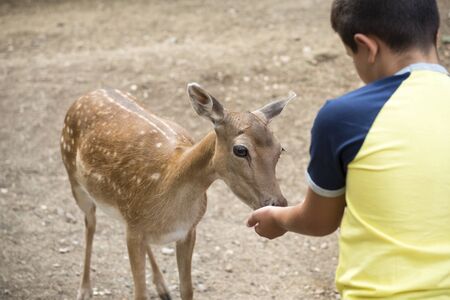 Deer Fallow eating from child handsの写真素材