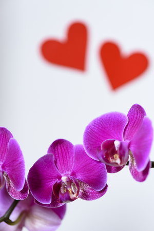 Two red heart, Love and Valentine's Day Conceptの写真素材