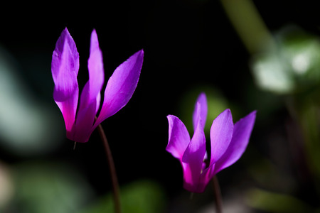 Flowers Cyclamen in spring forest, Close Upの写真素材