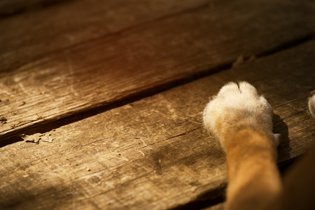 Dog's paws on wood, vintage colorの写真素材