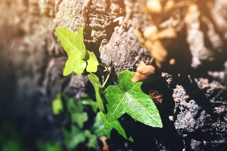 Ivy (Hedera Helix) plant climbing up tree trunk, Close Upの写真素材