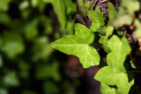 Ivy (Hedera Helix) plant climbing up tree trunk, Close Upの写真素材