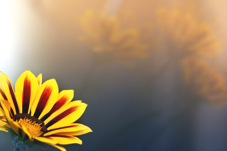 Gazania Flowers Backgroundの写真素材