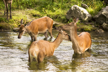 Deer in the Sangro river in Abruzzo National Parkの写真素材