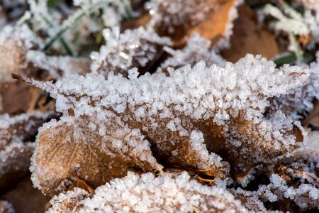 Macro of frozen leaf early in the morning in winterの写真素材