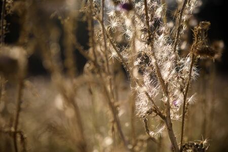 Thistle flowers (Cardus Marianus) at the top of the mountains at sunset