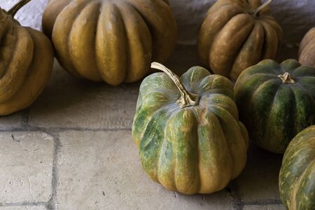 Pumpkin variety, edible pumpkins for cooking and Halloween squash