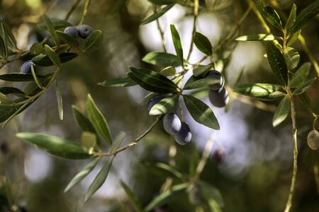 Olive Branches with Green Olives and Black Olivesの写真素材