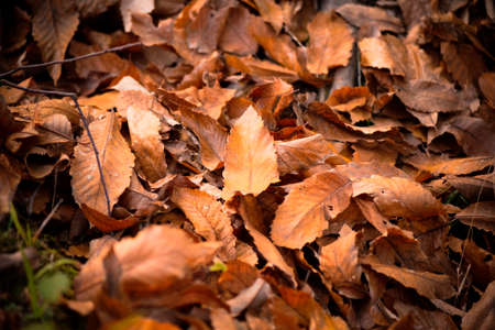 In the woods in autumnの写真素材