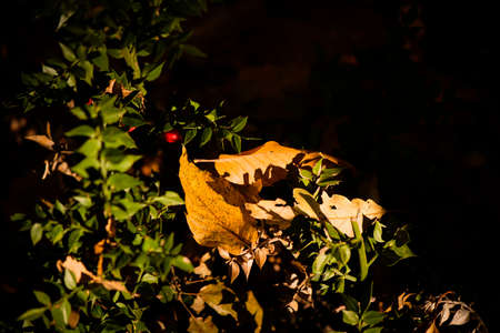 In the woods in autumnの写真素材