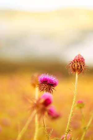 Thistle blooms in the top of the mountains, sunlight colorの写真素材