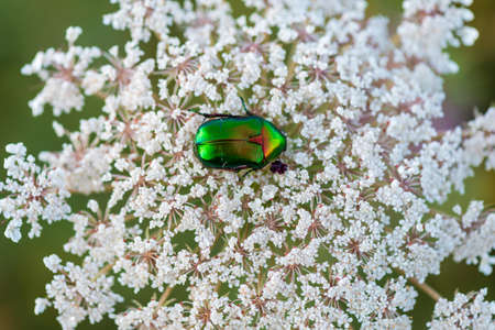 Beetle green rose chafer collects nectar on rowan flowers, close up