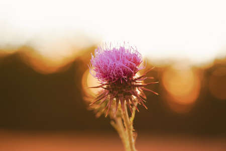 Thistle blooms in the top of the mountains, sunlight colorの写真素材