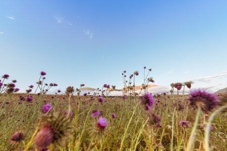 Thistle blooms in the top of the mountains, sunlight colorの写真素材