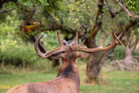 A magnificent male deer is eating in the woodsの写真素材