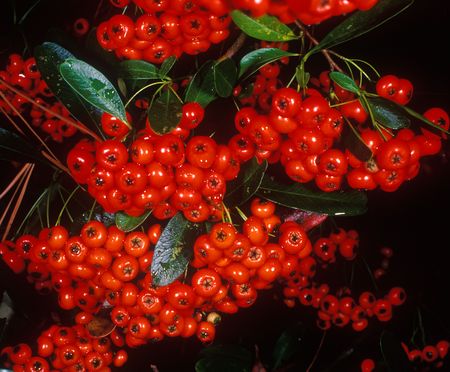 Holiday berries 1