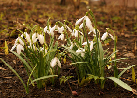 First spring flowers in the garden near home.の写真素材