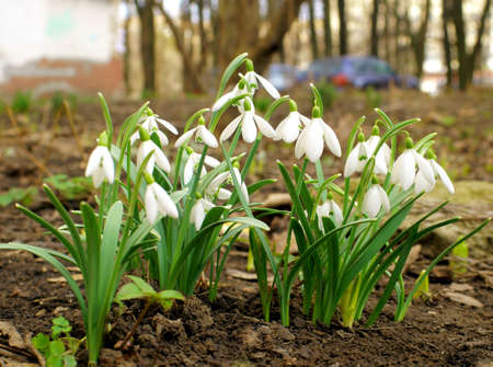 First spring flowers in the garden near home.の写真素材