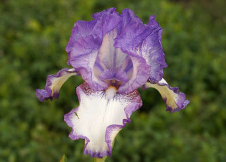 Purple iris flower close upの写真素材