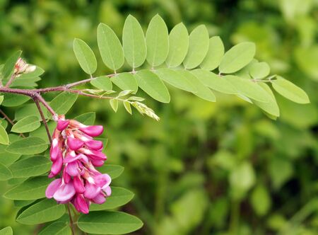 Pink flowers acacia (acacia branch, flowering clusters).の写真素材