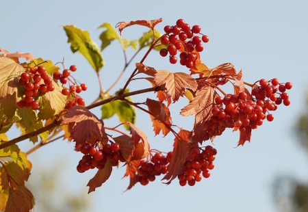 Viburnum bush branch with reddened leaves and berriesの写真素材