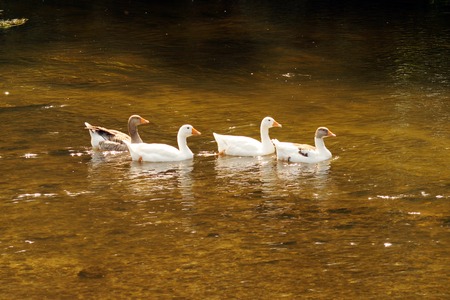 geese swimming in river on nature (rural life)の写真素材