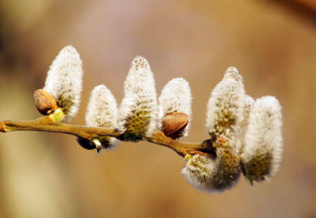 Twig with fluffy willow buds. Spring weather. Early spring. Willow pussy.の写真素材