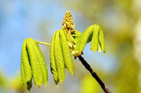 Unblown flower of chestnut and the first green leafs.