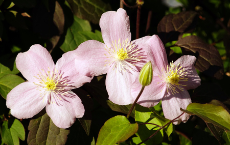 Big pink flowers of Clematis montana in botanical garden. Blooming of Clematis montana.の写真素材