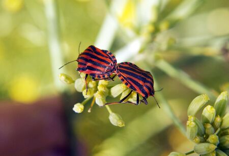 Couple of Graphosoma lineatum - red and black striped beetles. 