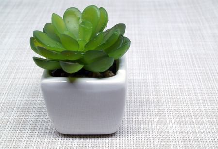 Succulent in pot on desktop. Plant with water drops on leaves. Room decoration.の写真素材