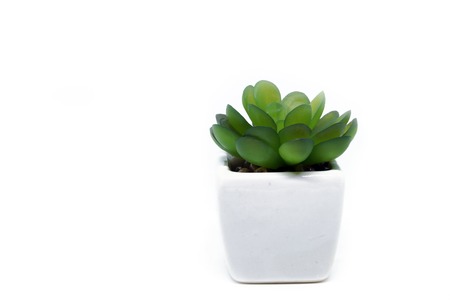 Succulent in pot on white background. Room decoration.の写真素材