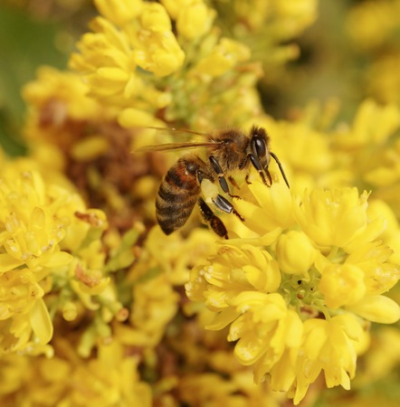 A bee collects the nectar close-up.  Home honeybee on white onion flowers. Selective focus.