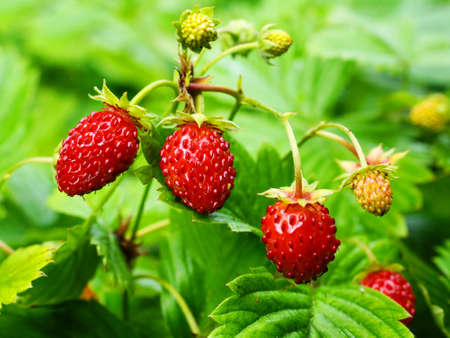 Ripe red berries of wild strawberry plant. Red berries of wild strawberry on green background close...