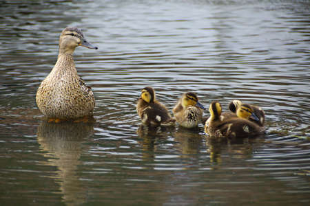 Mallard female with little ducklings in a living nature on the river on a sunny day. Breeding season...
