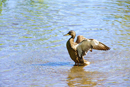 Duck on river spreading wings. wild duck in nature.の写真素材
