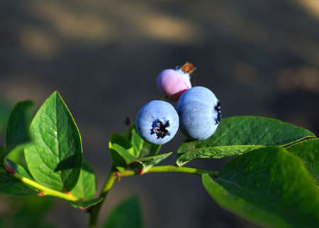blueberry branch close up. Blue ripe berries on the healthy green plant.の写真素材