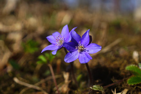 Close-up of purple hepatica flowers on park. Hepatica or liverwort is a genus of herbaceous...