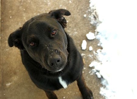 Sadie Ready to come in from the Coldの写真素材