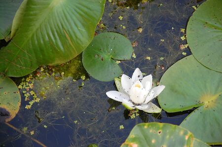 Lily Pad Flower in a Pondの写真素材
