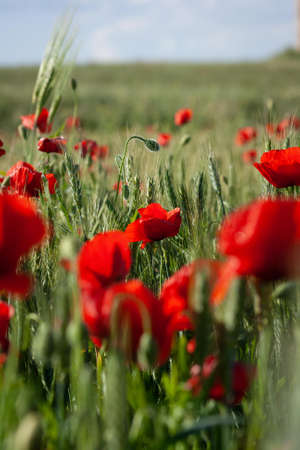 Field of red poppies on a sunny day. Selective focus.の写真素材