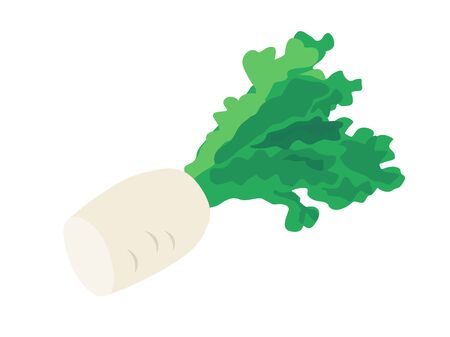 Japanese radishのイラスト素材